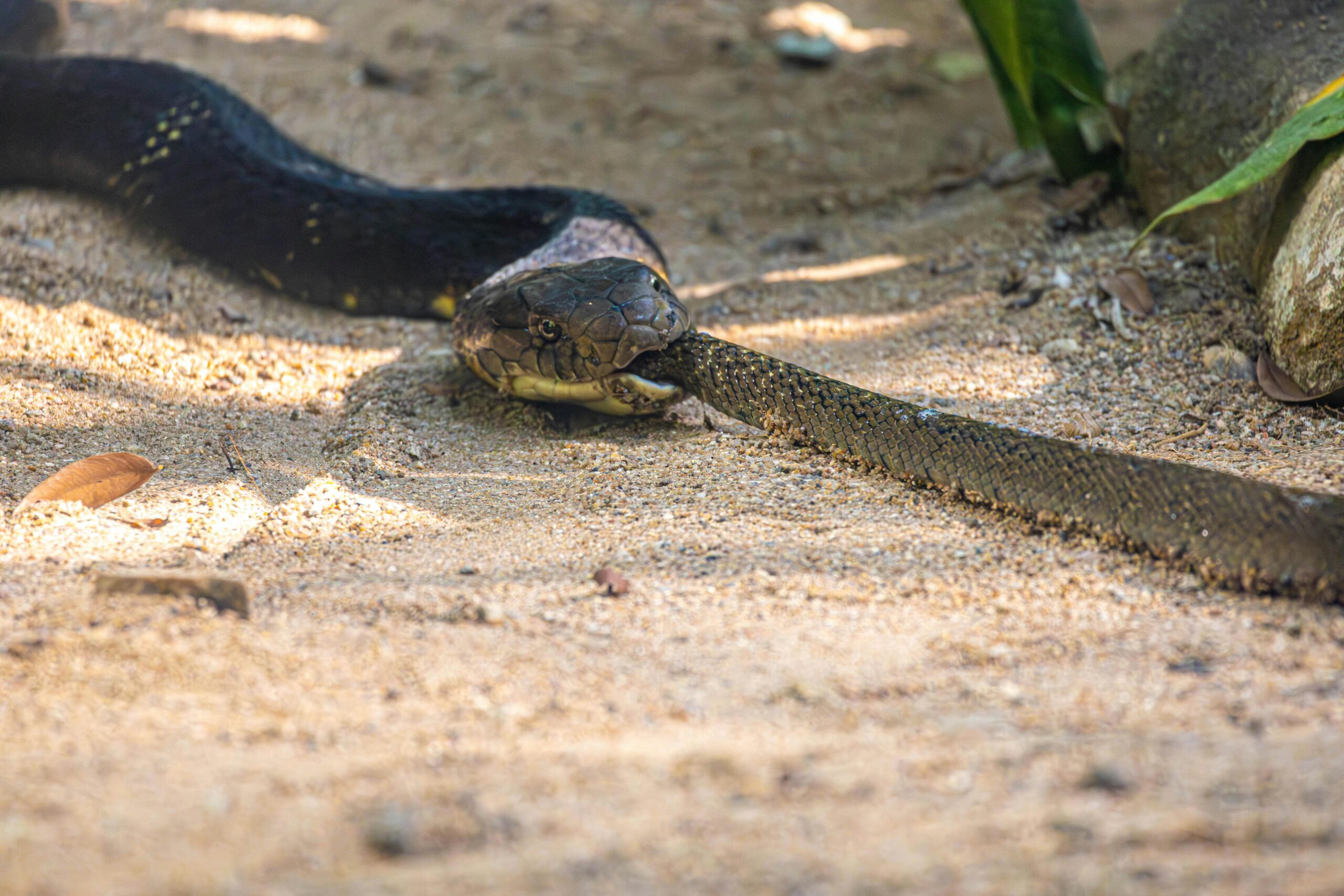 Snake eating snake